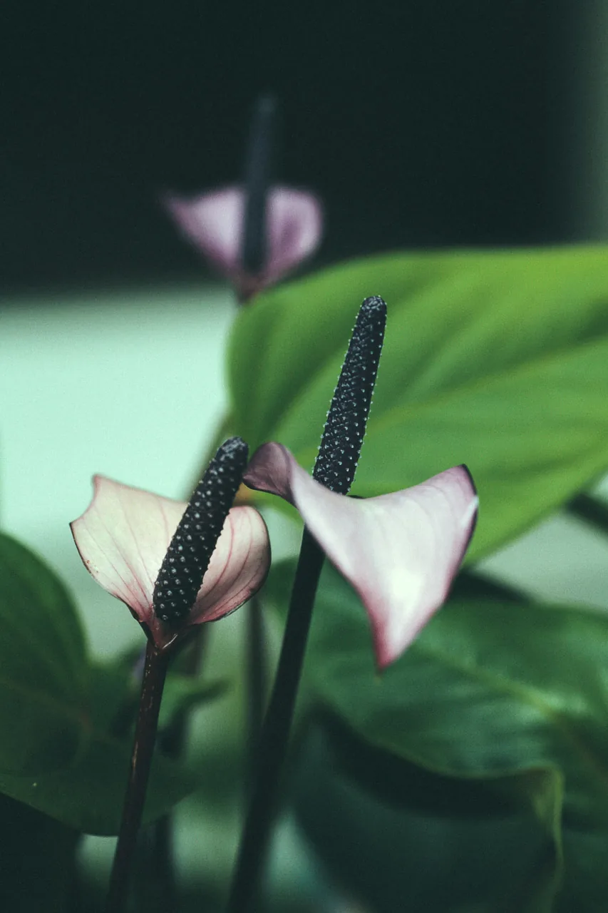 White anthurium flowers among the leaves