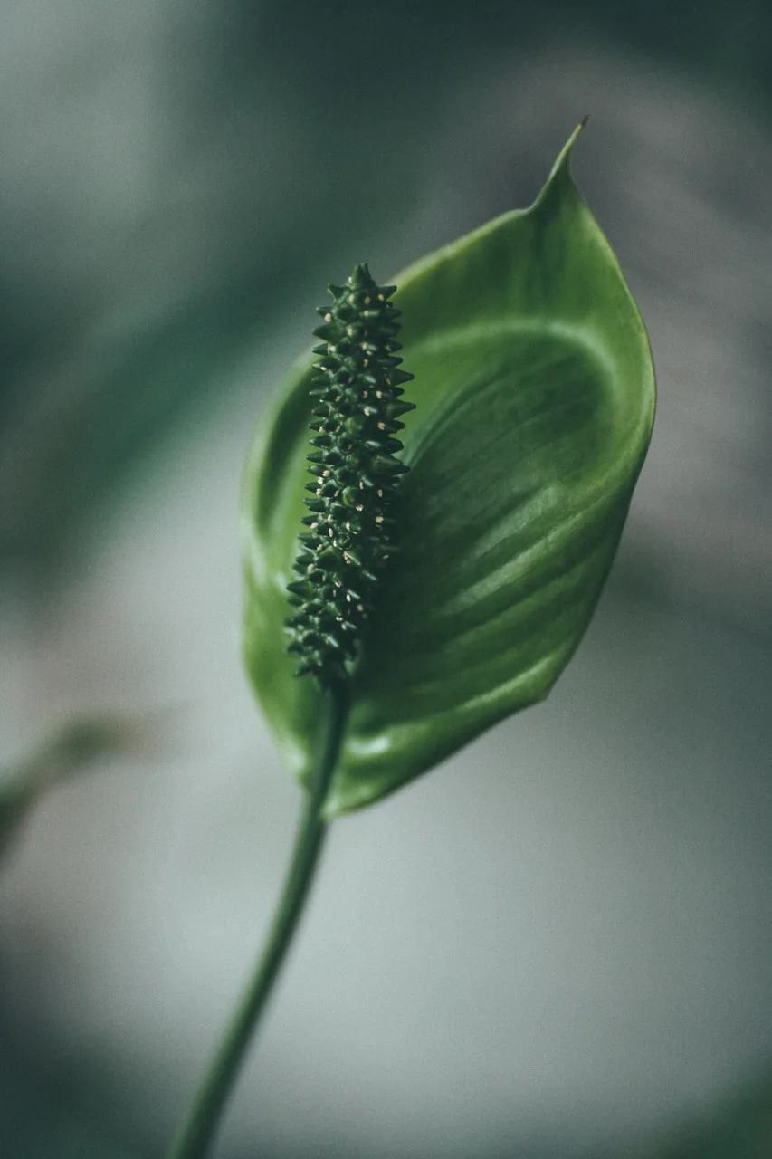 A green spathe flower close up
