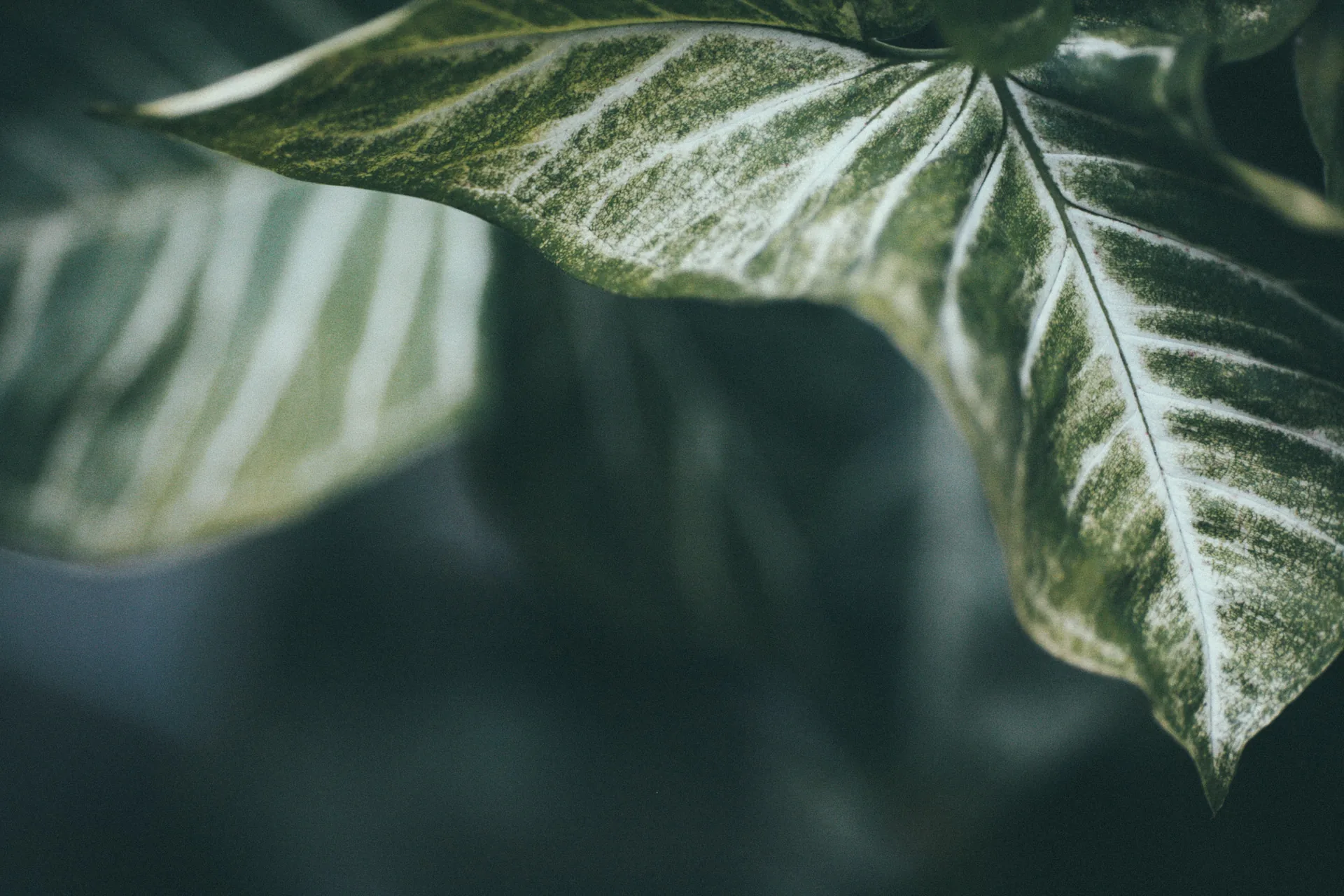 A variegated leaf in the greenhouse