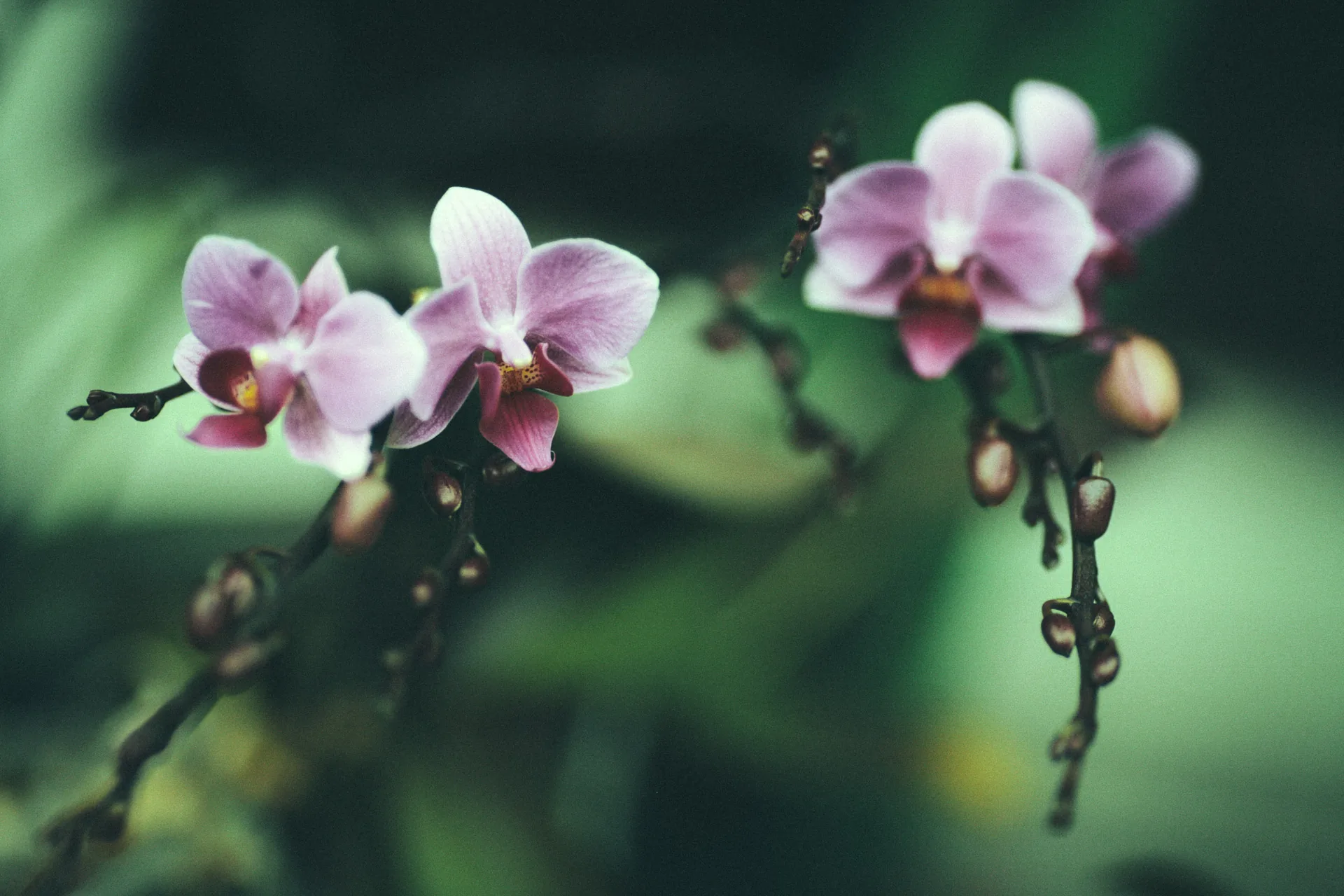 Pink orchids in grandma Haru's greenhouse