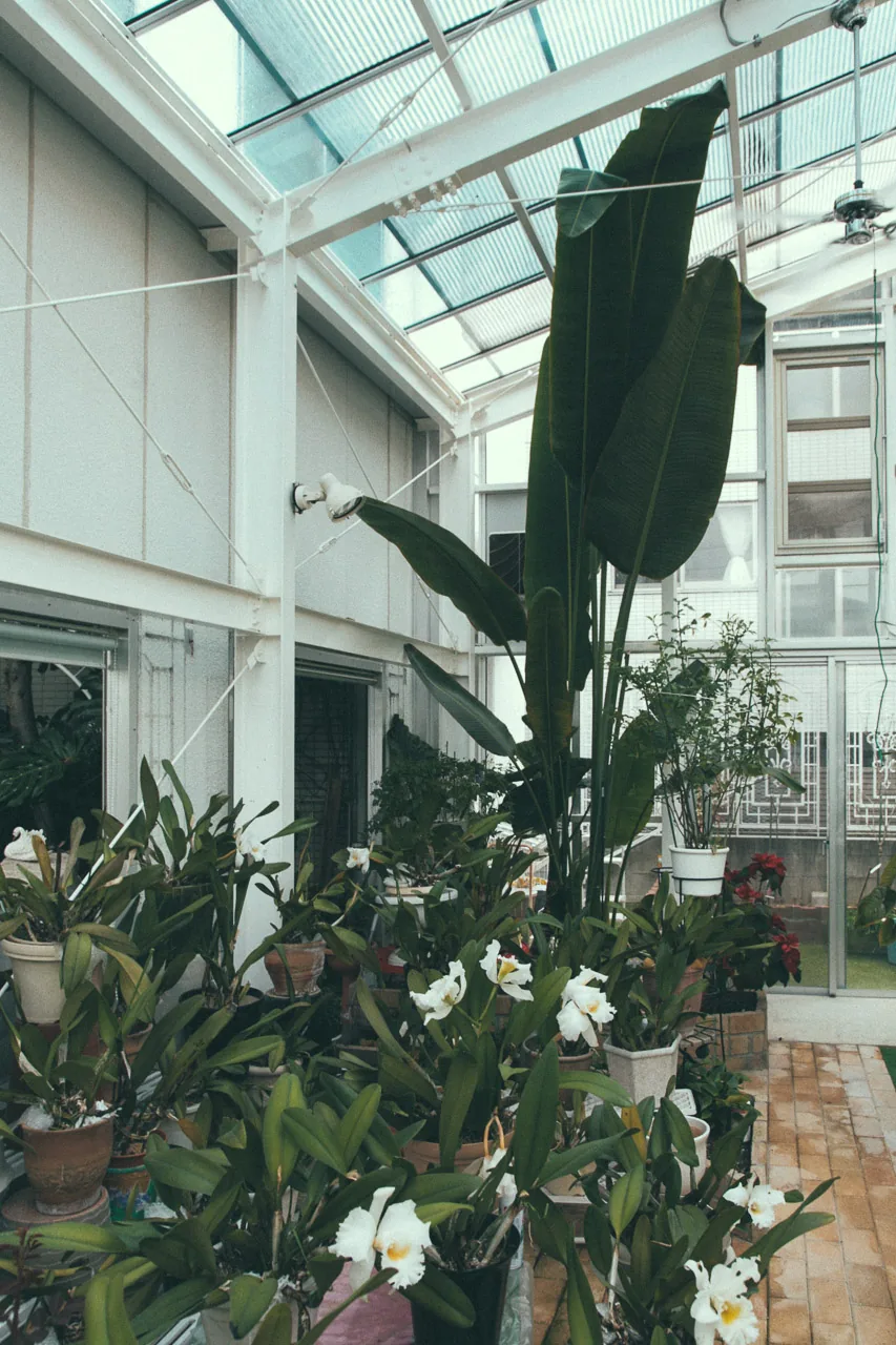 The glass greenhouse full of plants