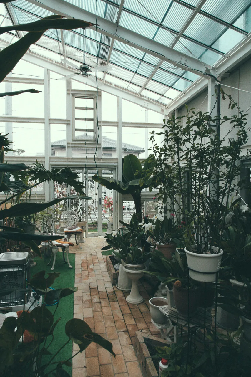 Rows of potted plants in the greenhouse