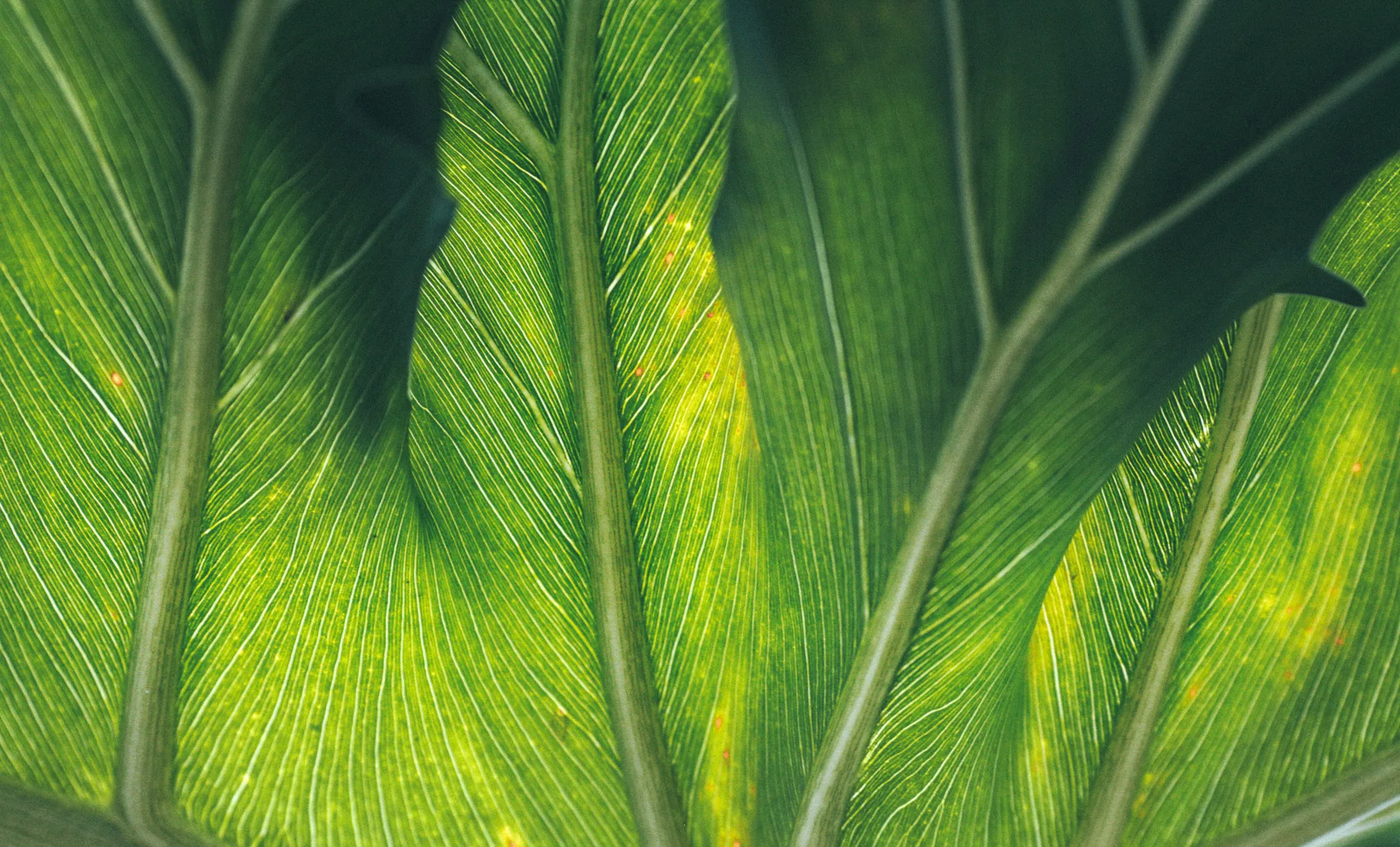 Sunlight through a large green leaf
