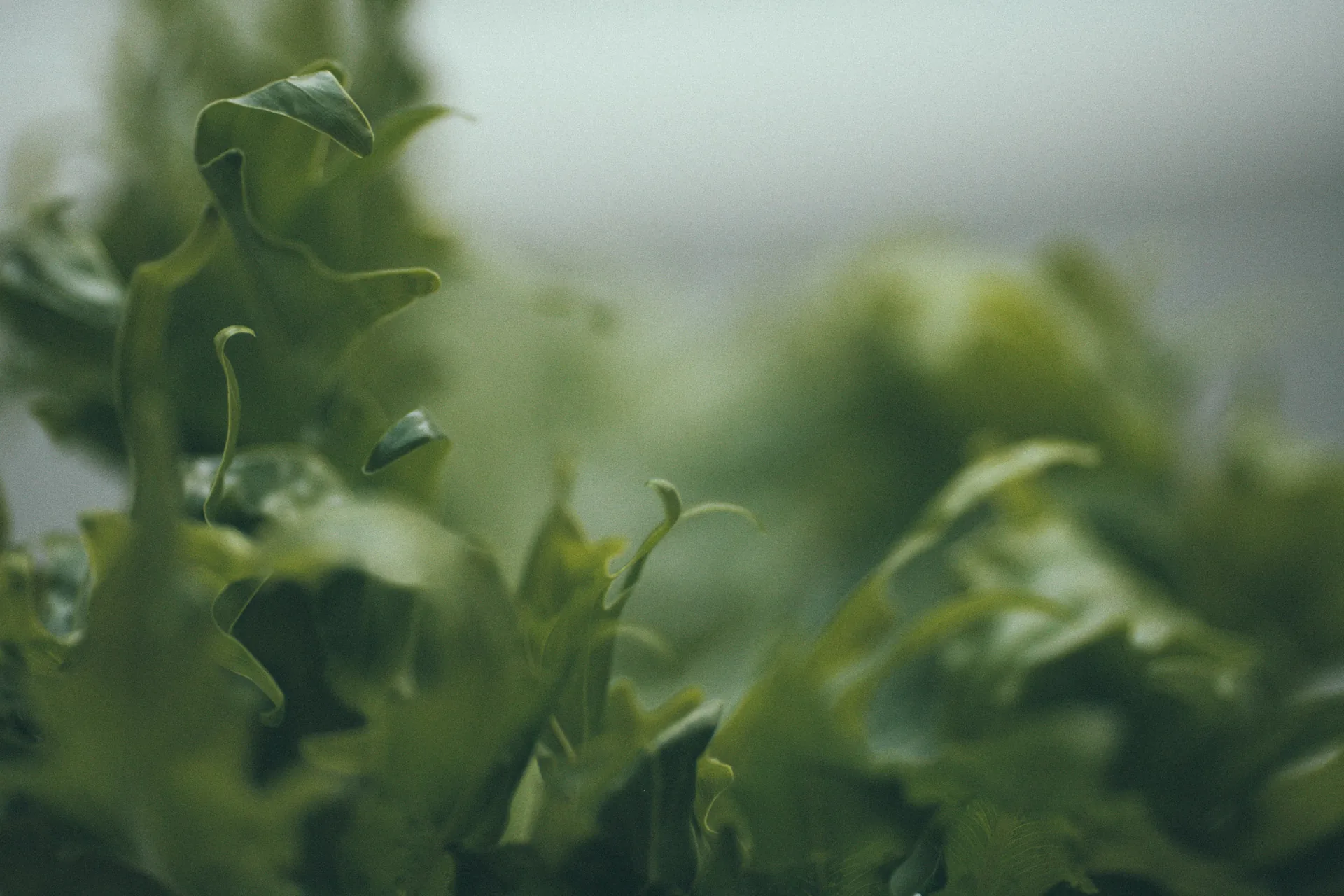Ferns in soft light