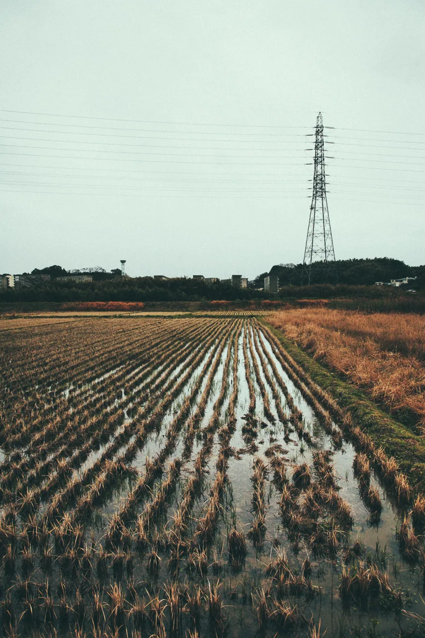 Flooded rice fields under a pylon