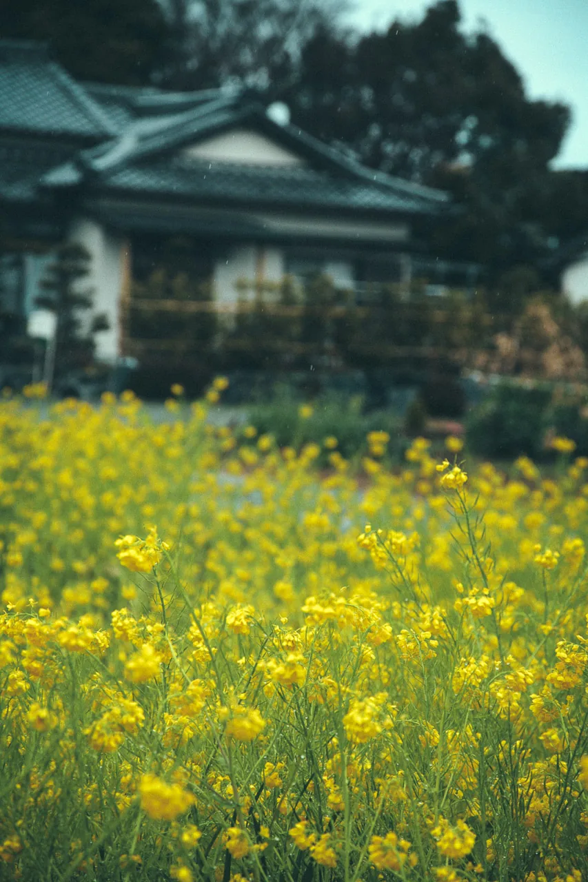 Yellow rapeseed flowers in front of a house
