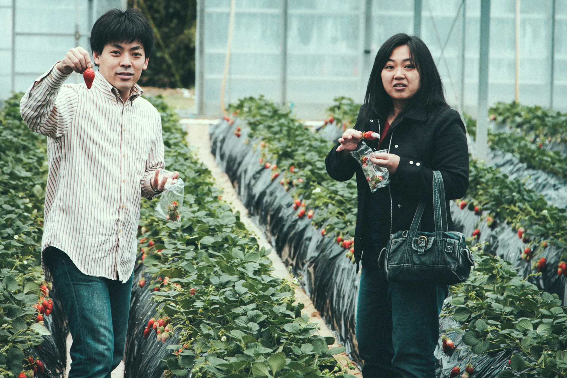 Picking strawberries in the greenhouse