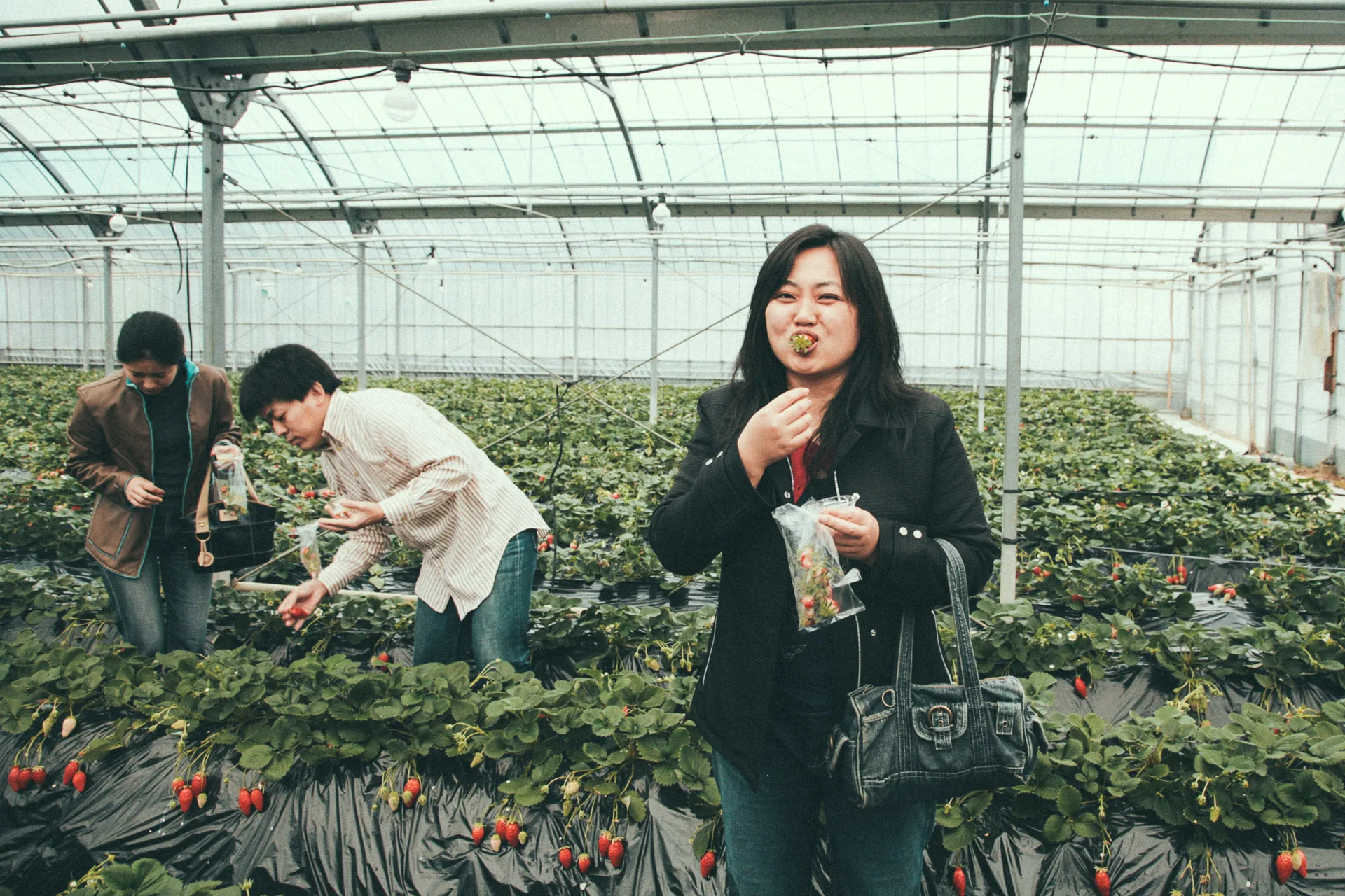 Picking strawberries along the rows
