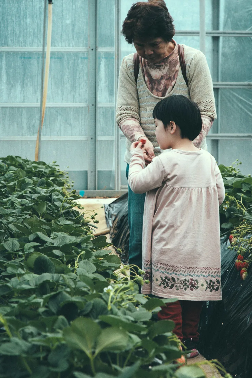 A little girl picking strawberries with her grandmother