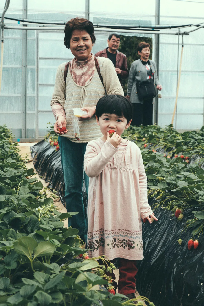 A little girl eating a strawberry