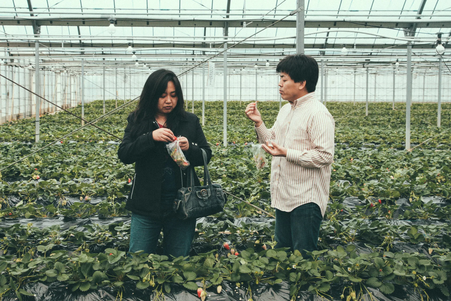 Comparing strawberries in the greenhouse