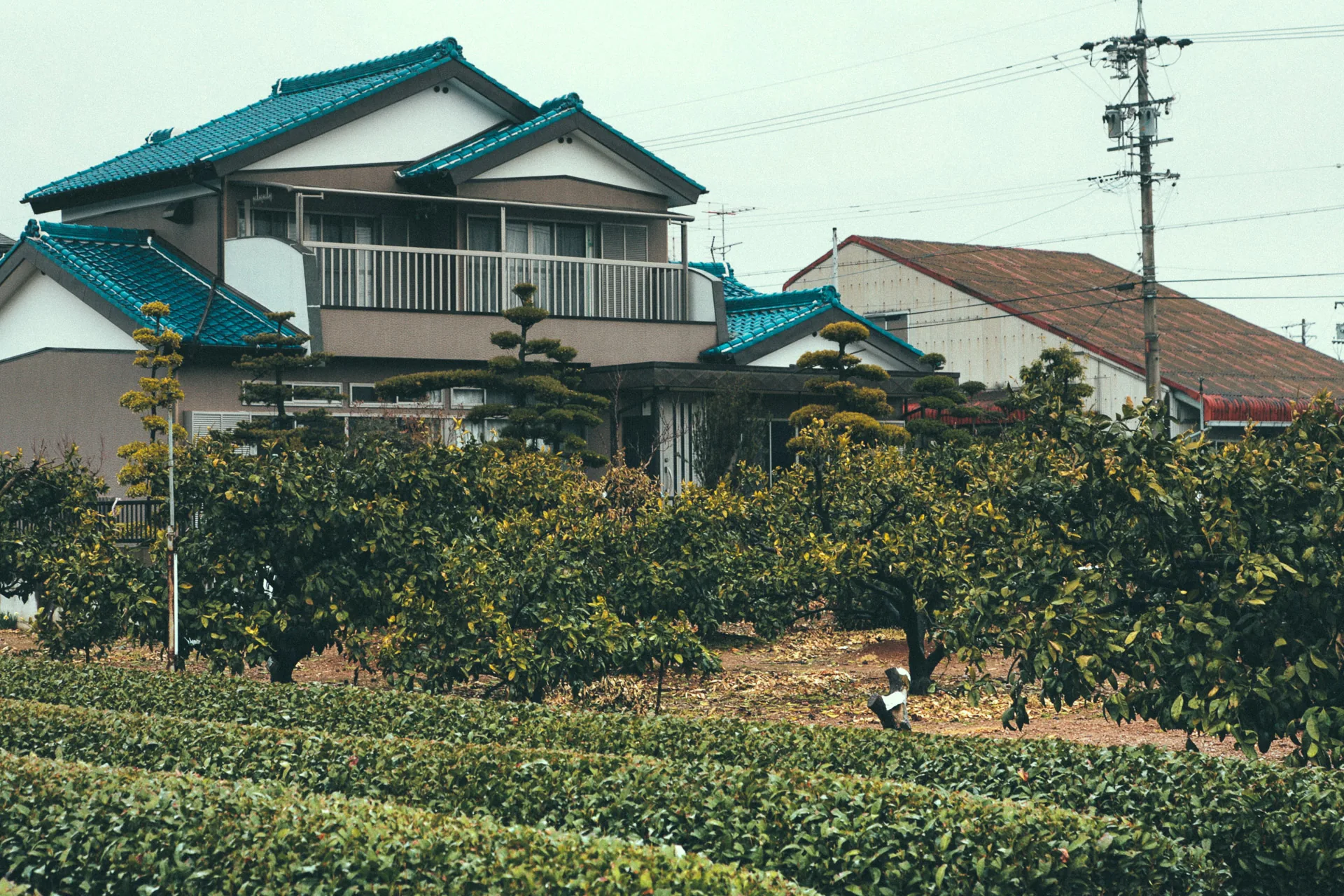 A house above an orchard and rows of tea plants