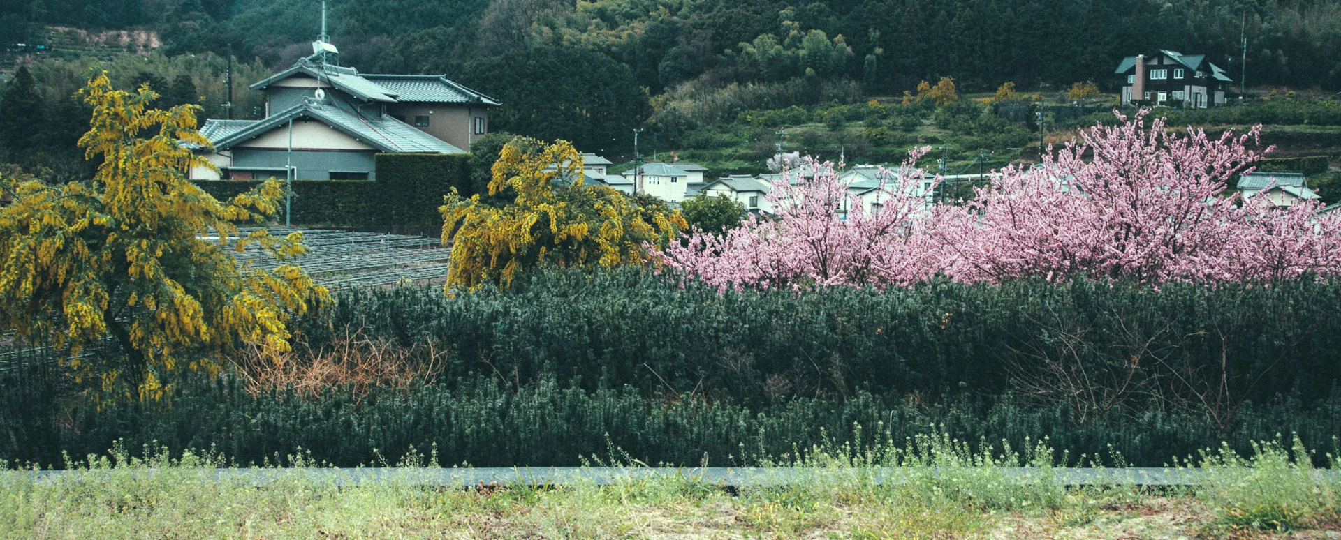 Pink blossoms and yellow trees in front of houses