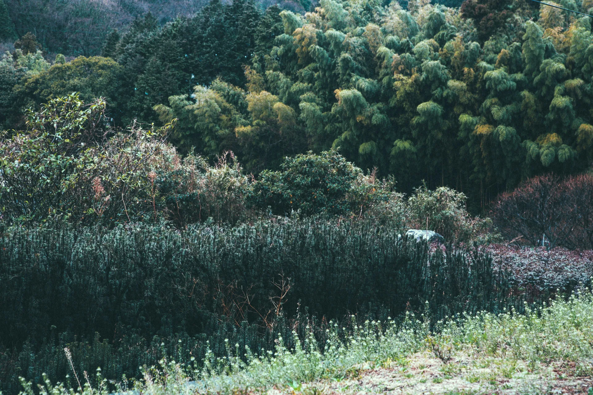 Bamboo groves and blossoming trees on a rainy hillside