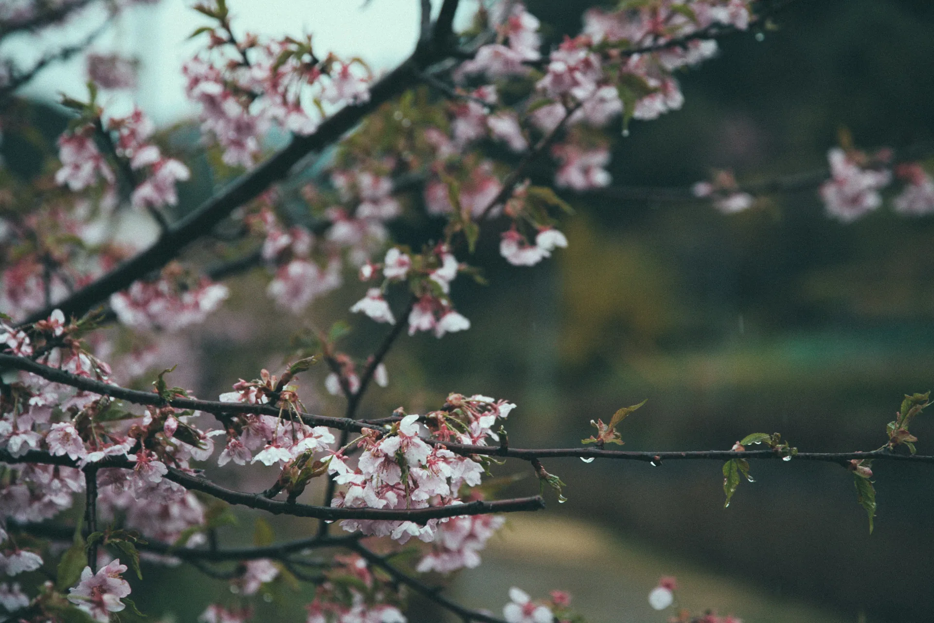 Wet cherry blossoms