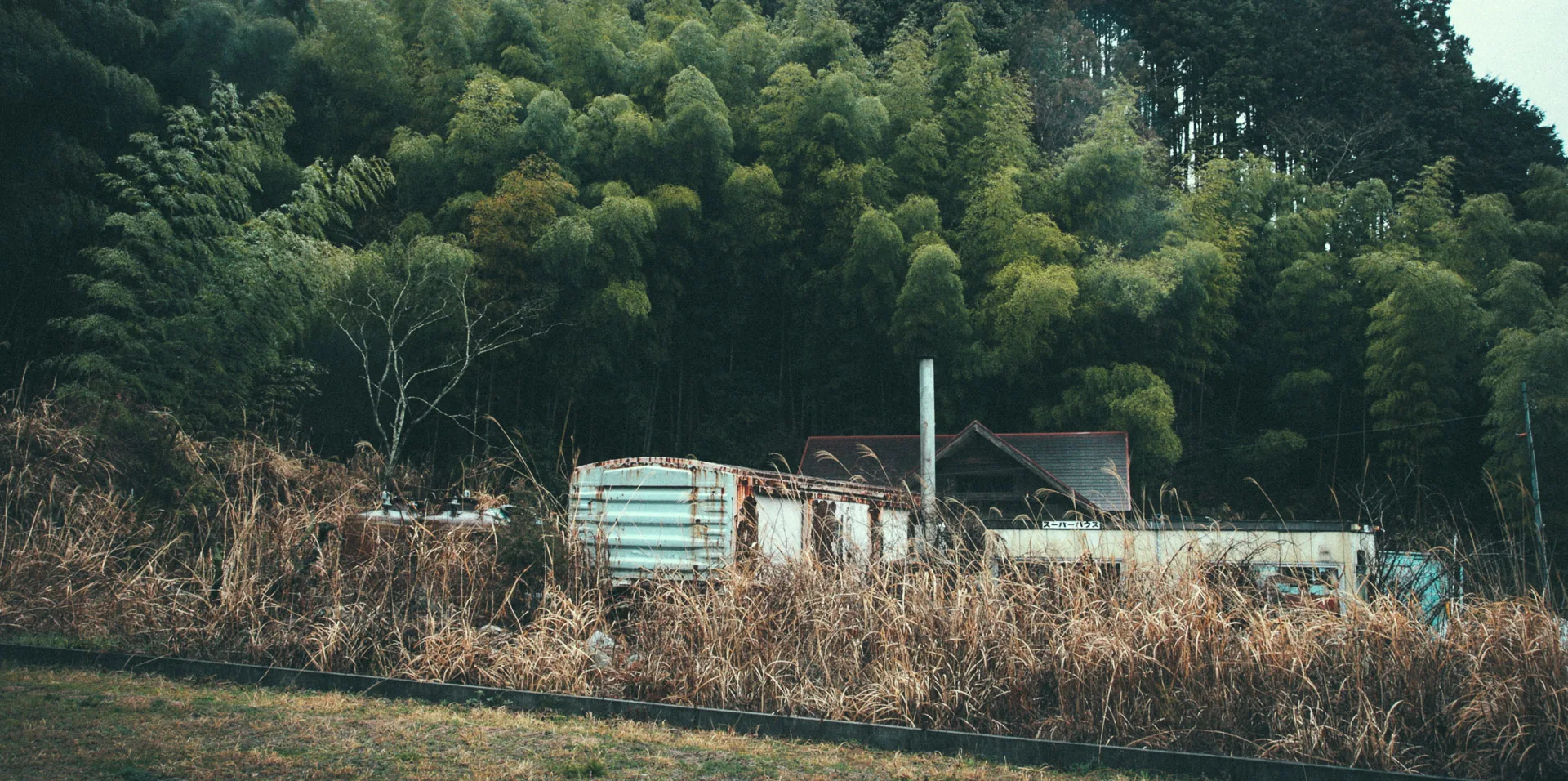 Bamboo forest and an abandoned shed