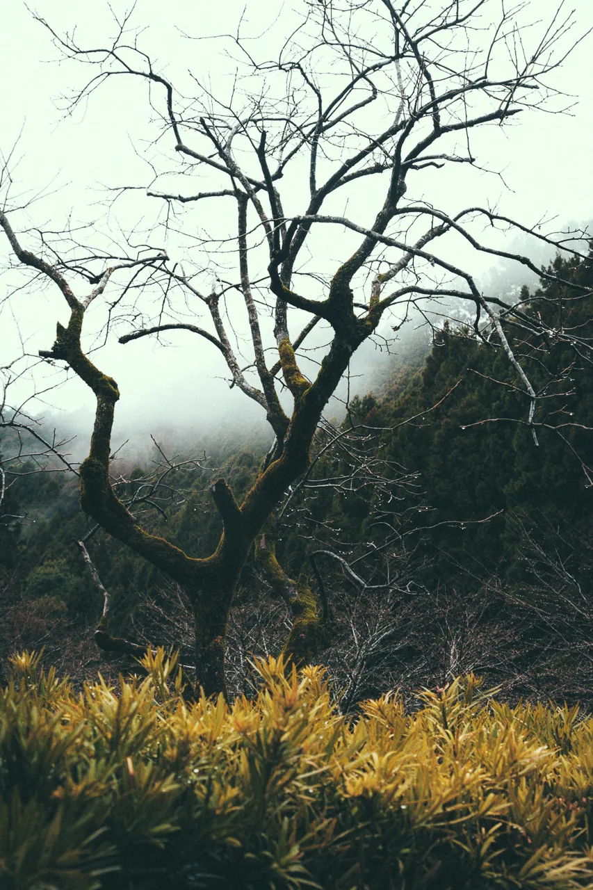 A bare tree against the mist