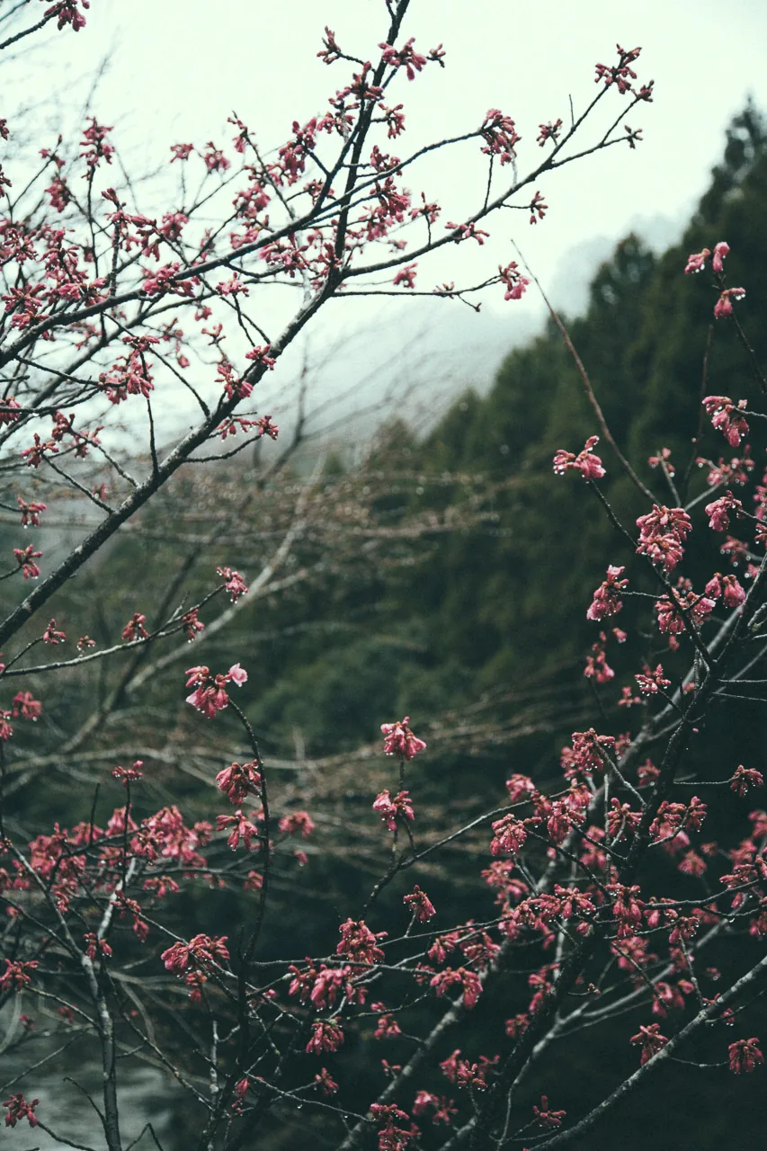 Red blossoms on a misty slope