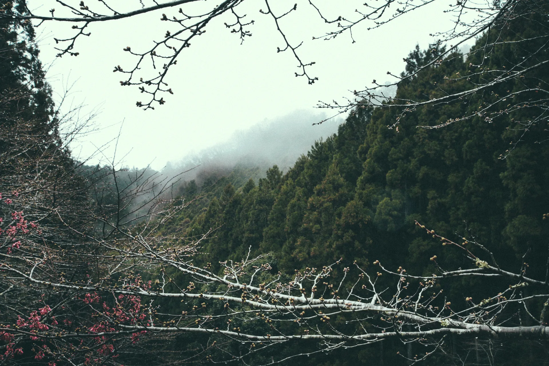 Cherry blossoms against misty forested mountains
