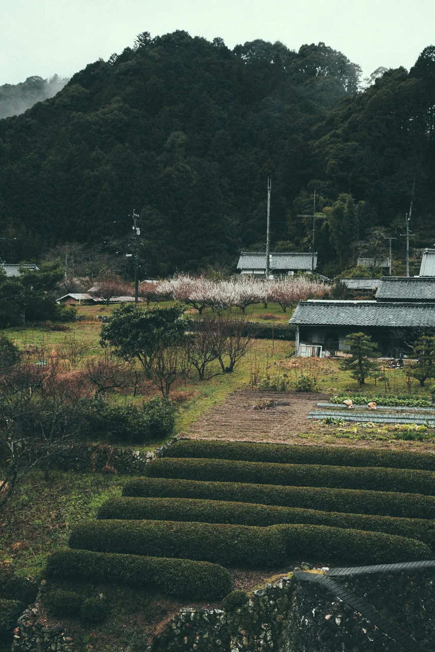Tea fields and terraced gardens in the valley