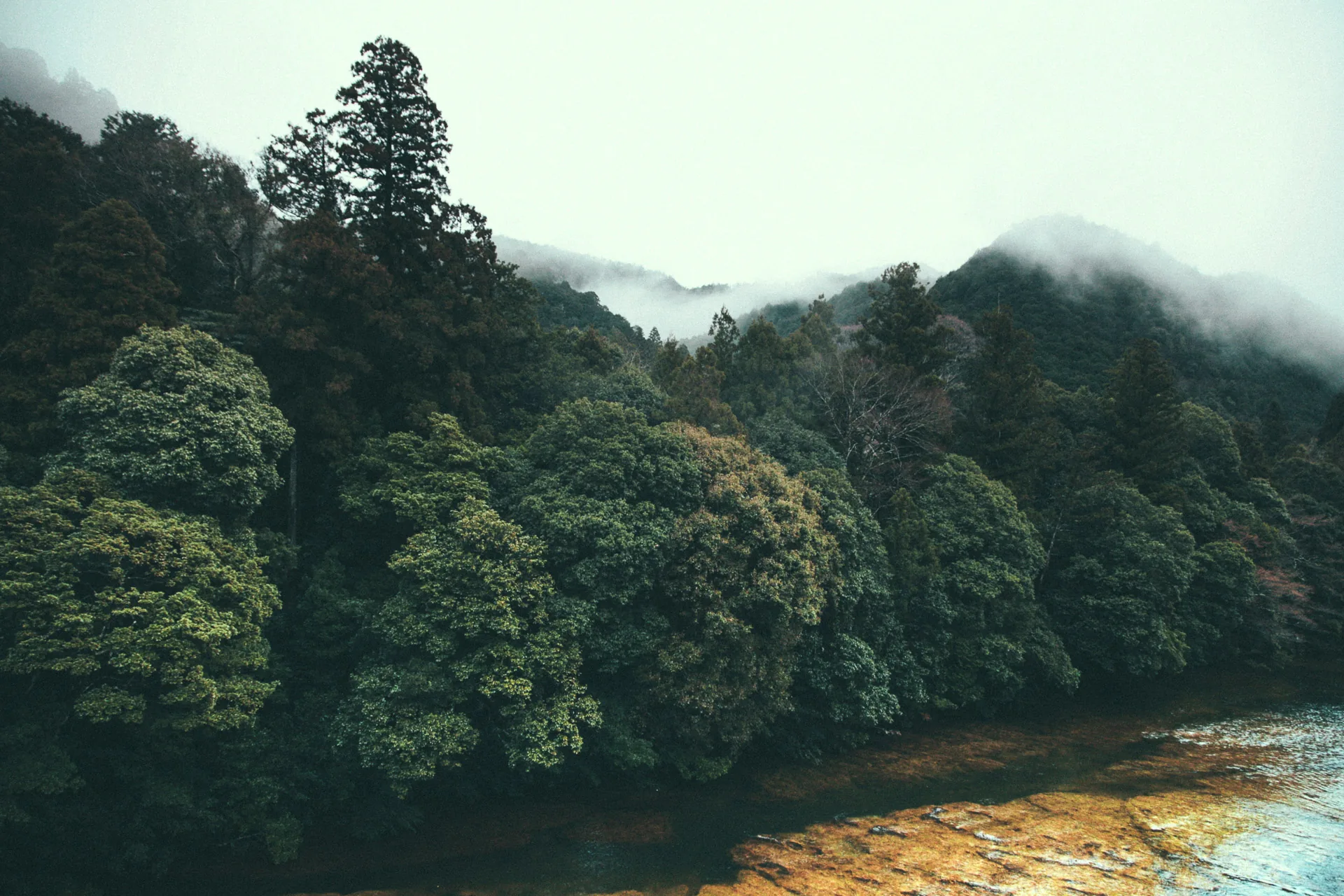 Misty forest above the river