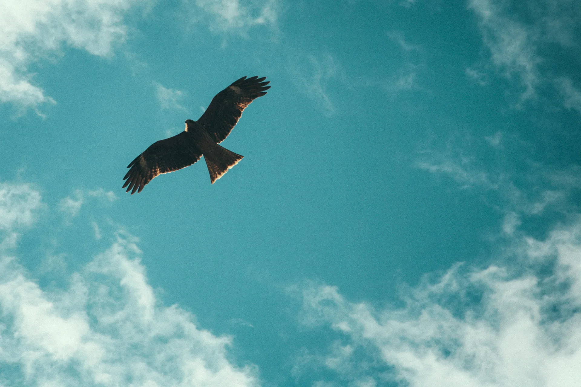 A falcon in the blue sky