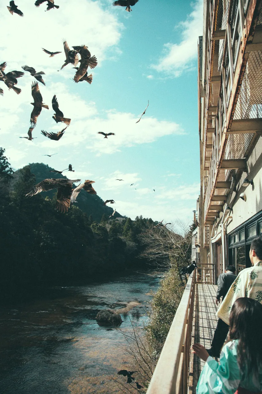 Falcons circling over the river