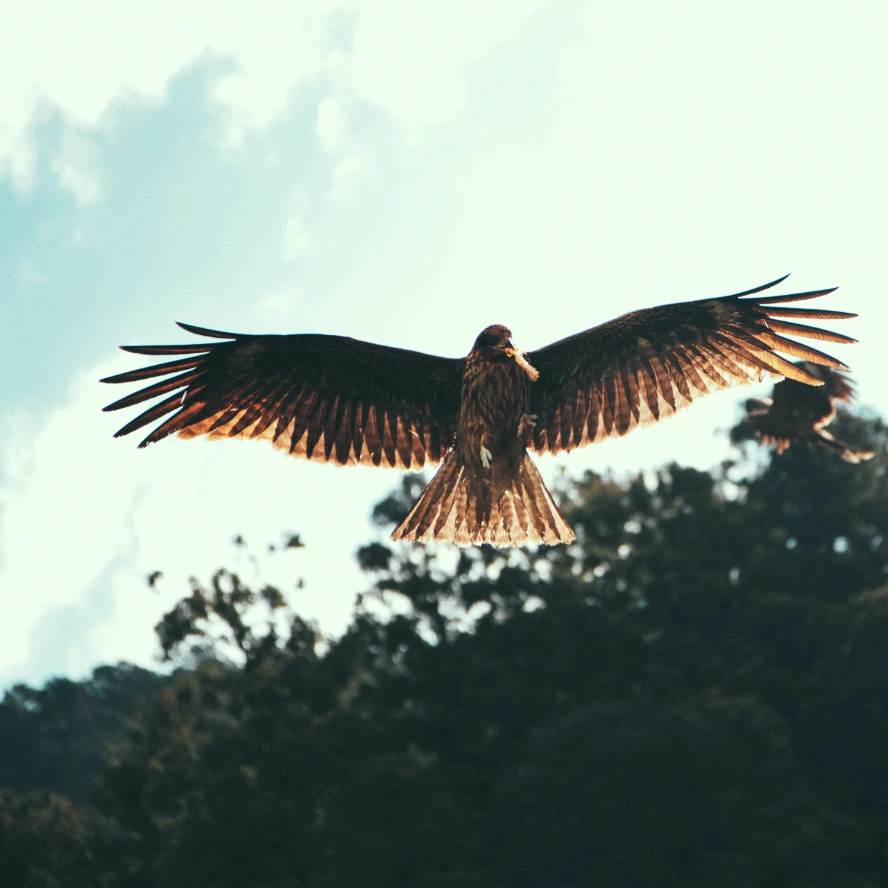 A falcon spreading its wings above the trees