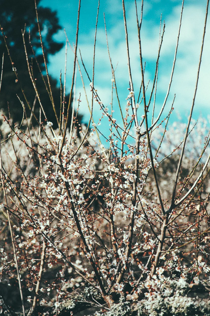 Plum blossoms against the blue sky
