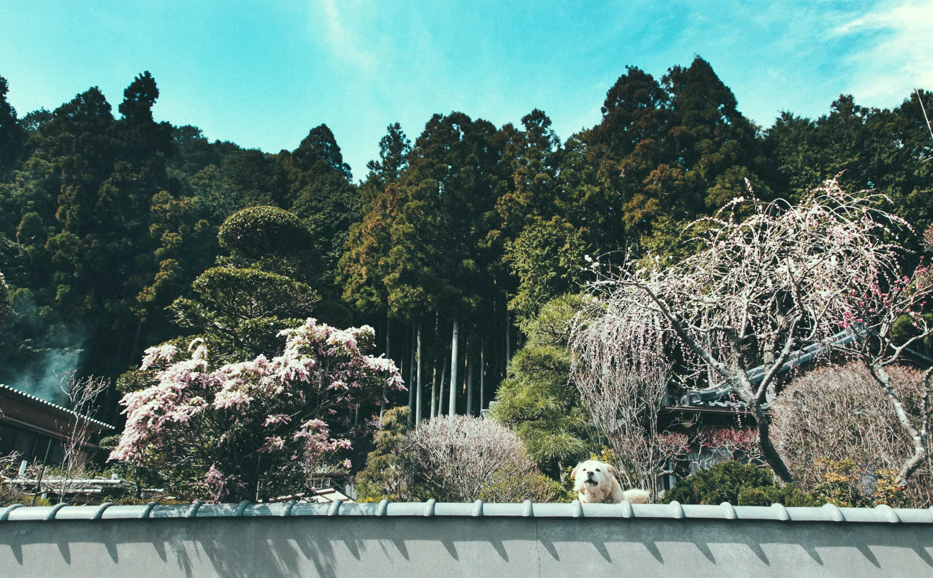 A garden of blossoming trees and a dog on the wall