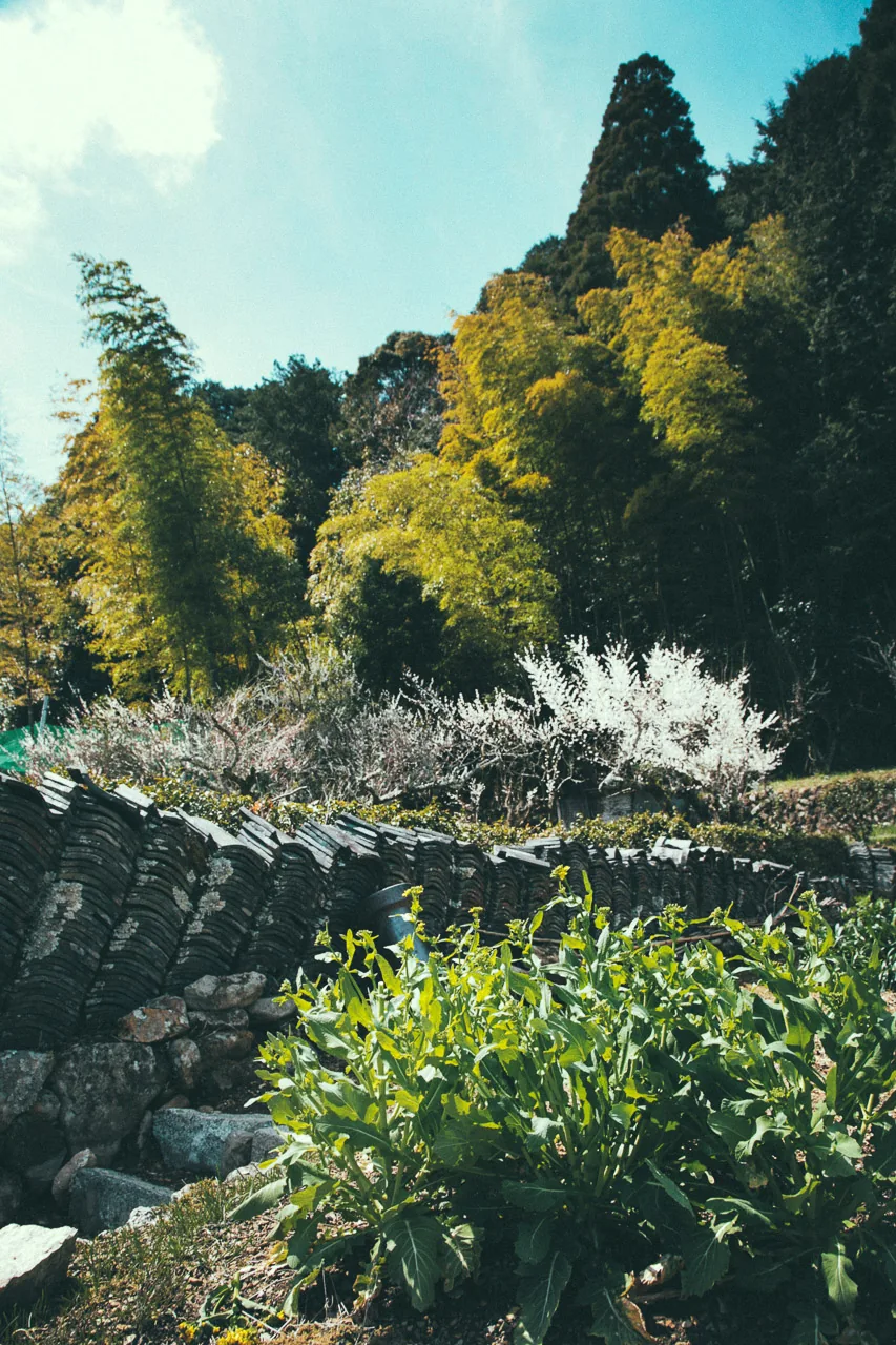 Bamboo and blossoms above a stone wall