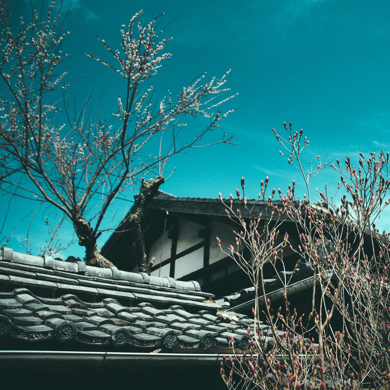 A tiled roof under blossoming branches