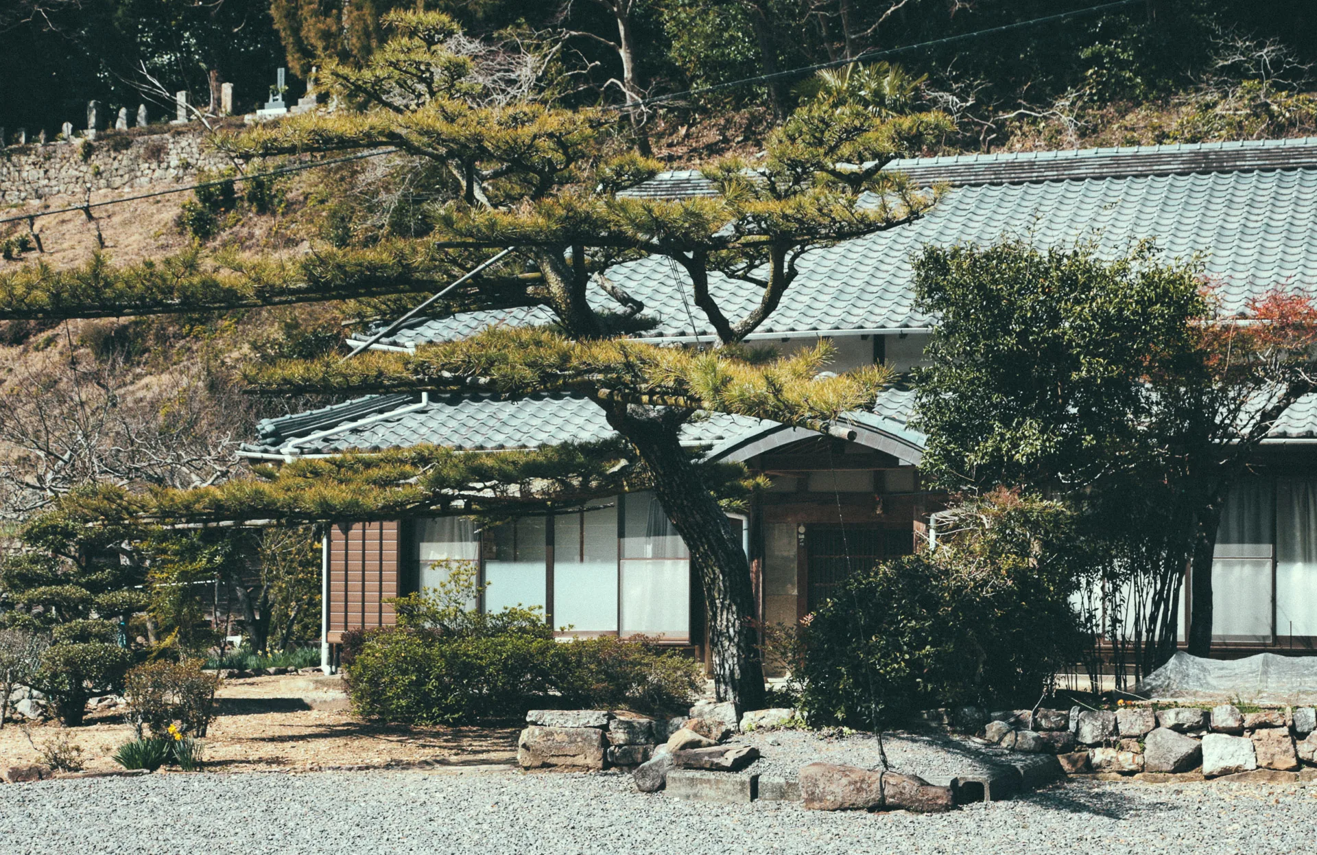 A house behind an old pine tree