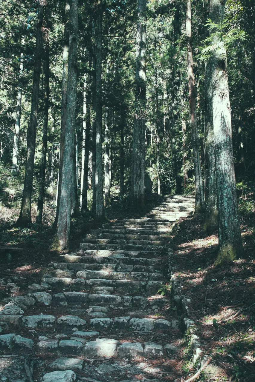 The stone steps through the cedar forest