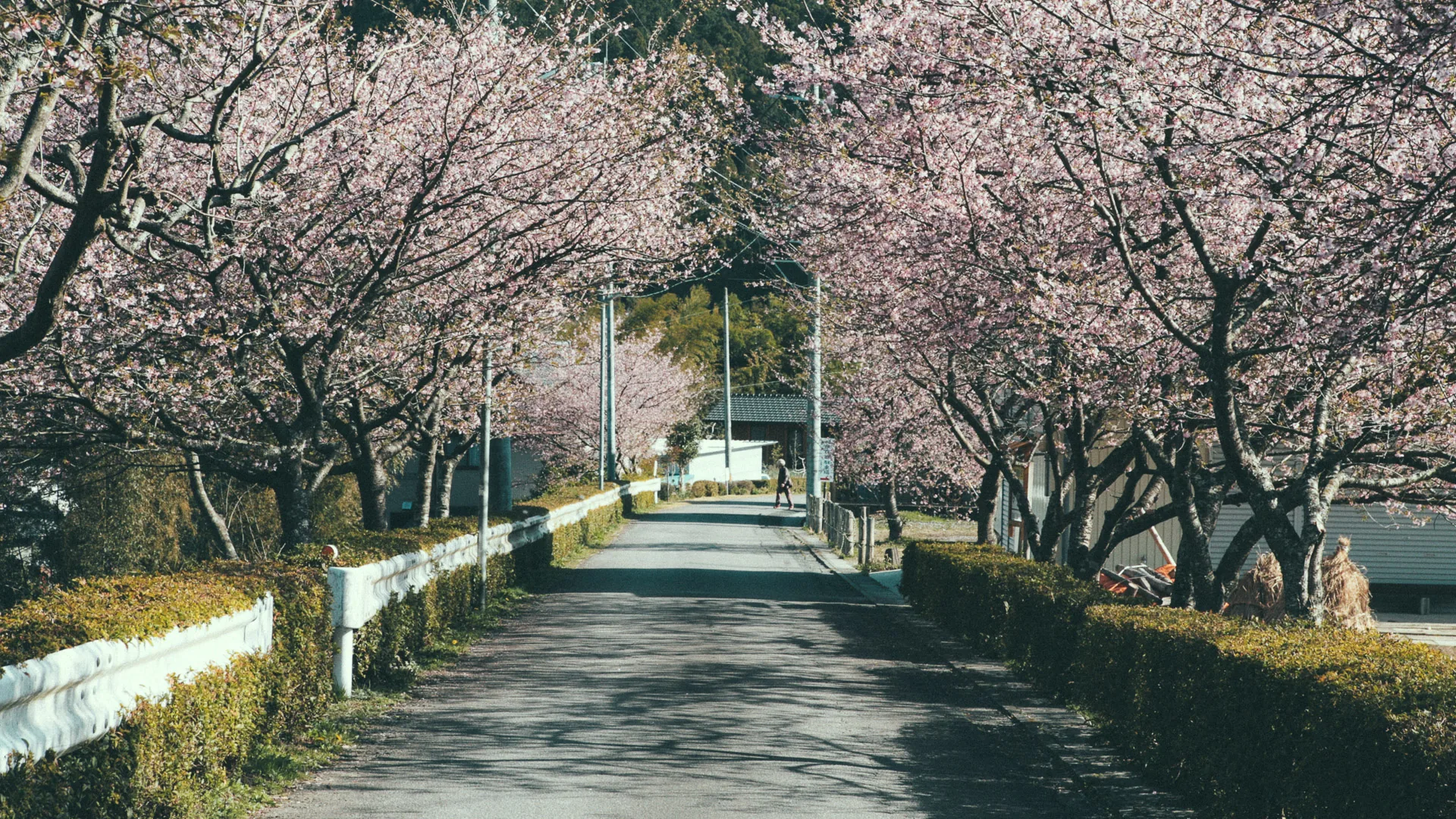 A road lined with cherry trees in bloom