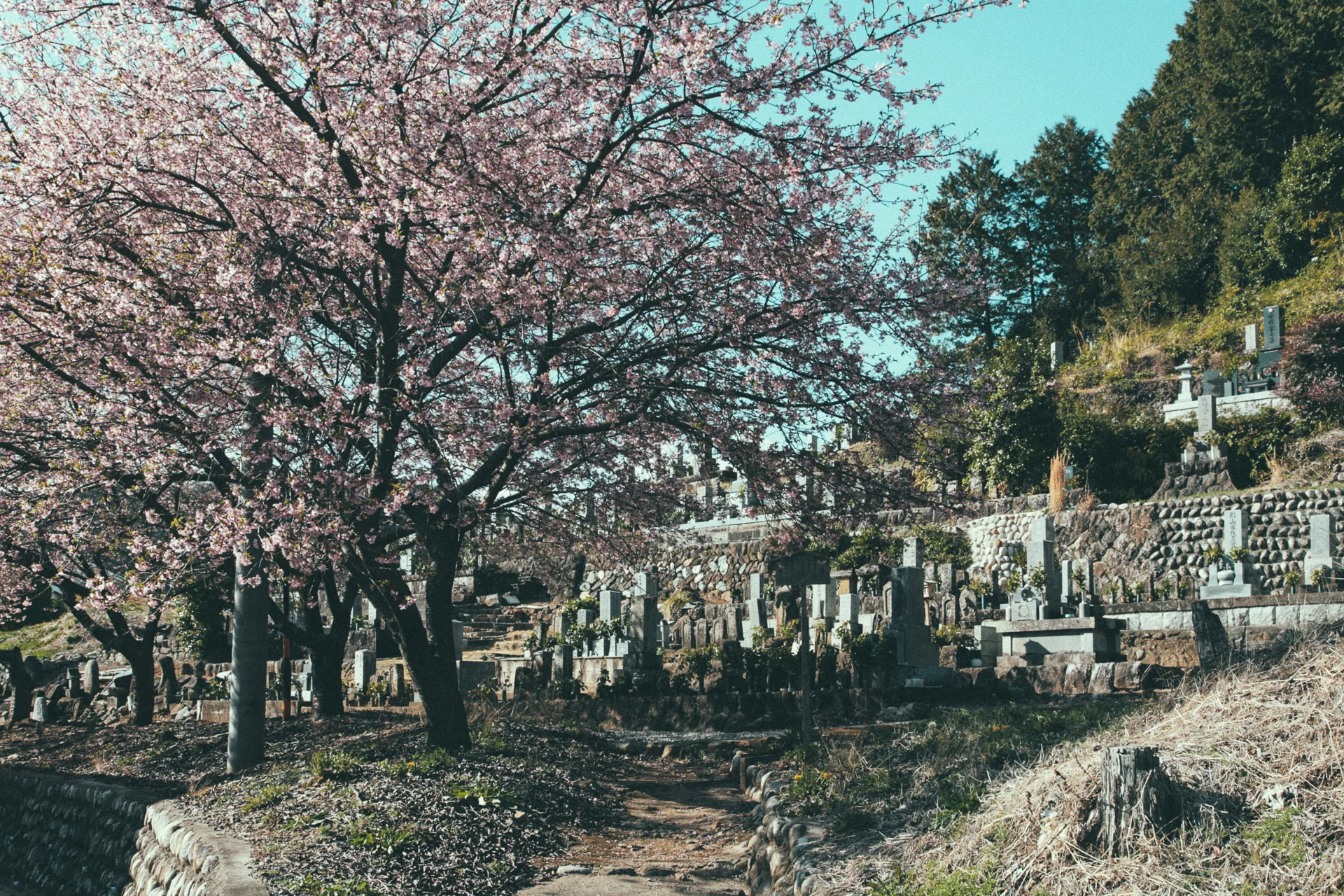 Cherry trees above a cemetery