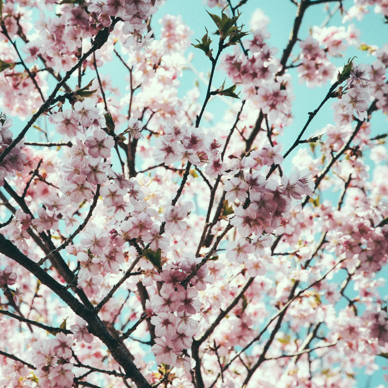 Cherry blossoms against the sky