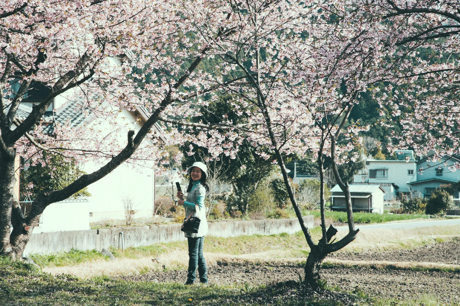 Under the cherry trees