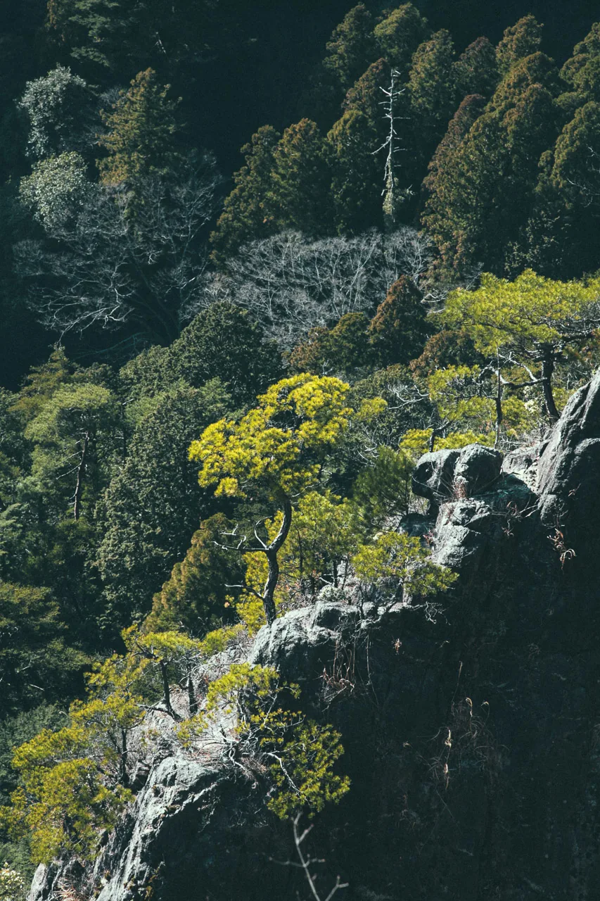 Pines on the rocks