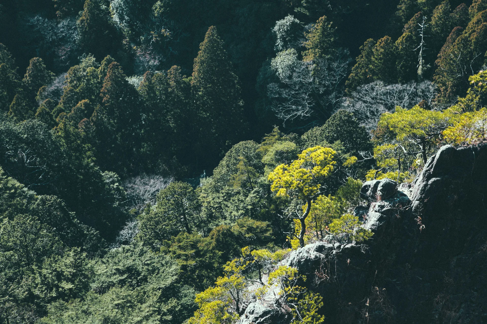 Rocky forested slopes in the late sun