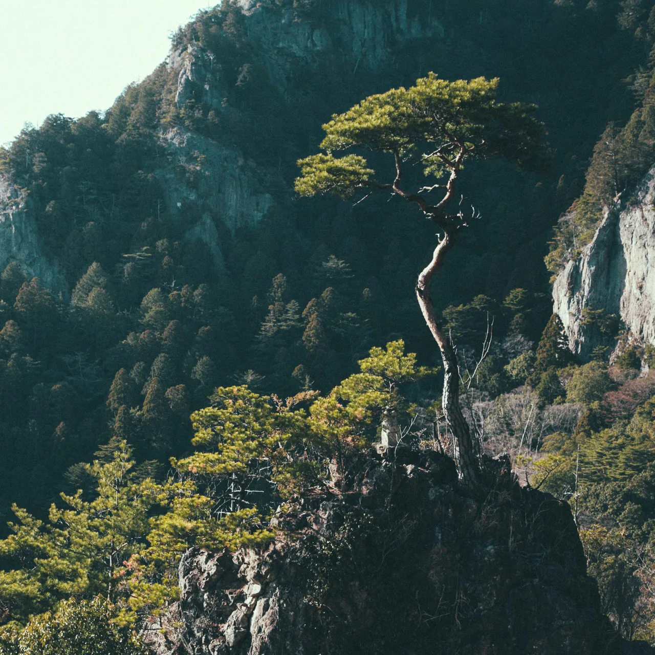 A twisted pine on a rocky outcrop