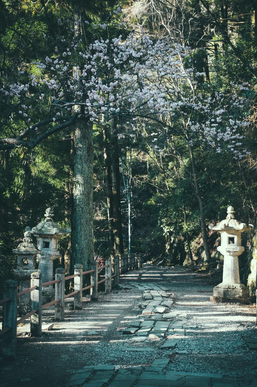 A stone path with lanterns through the trees