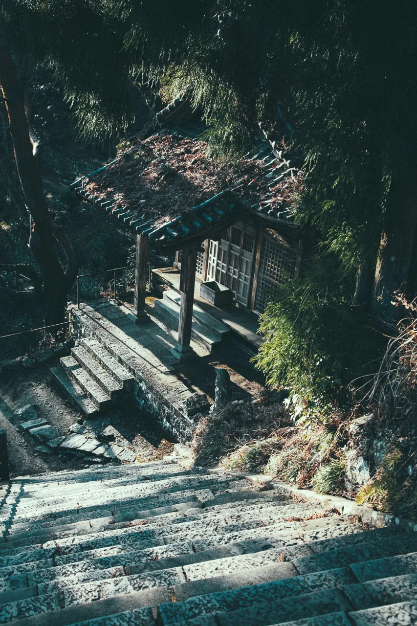 A path descending through the trees