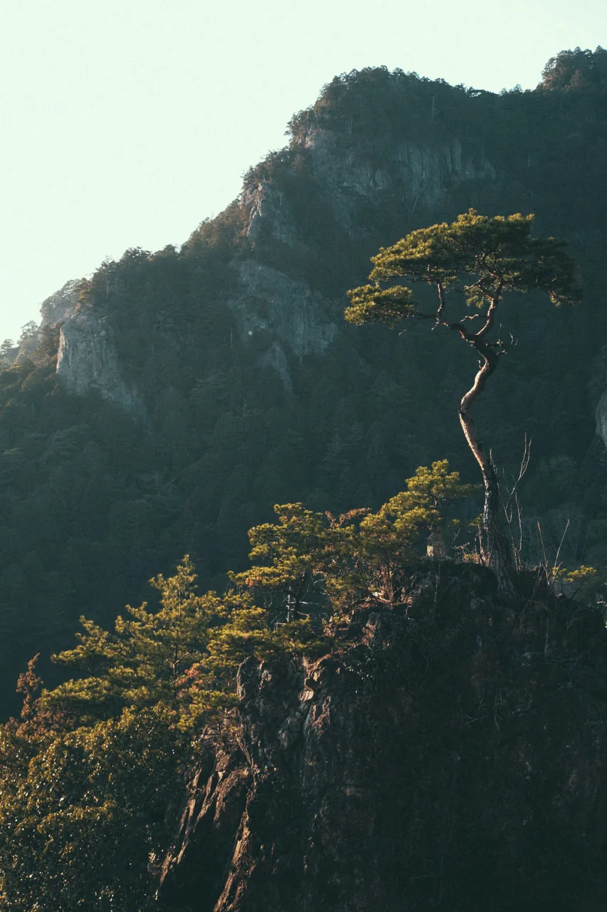 A pine on the cliff top