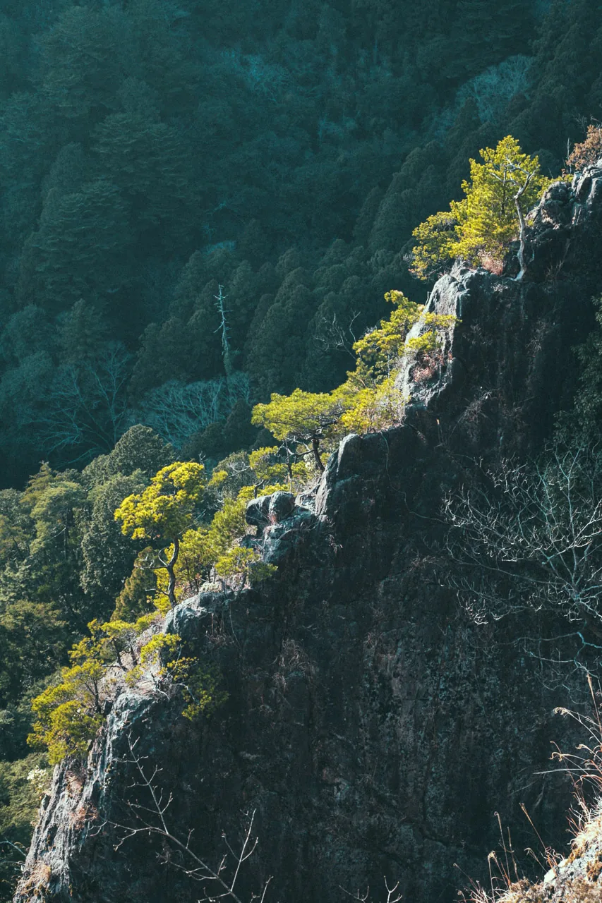 Sunlit trees on a steep rock face
