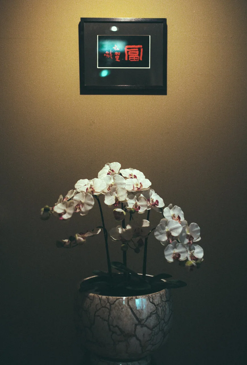 White orchids under a framed calligraphy