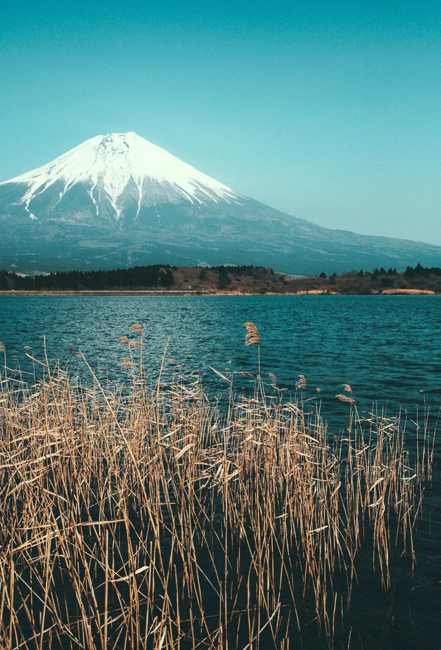 Mount Fuji over Lake Tanuki and the reeds