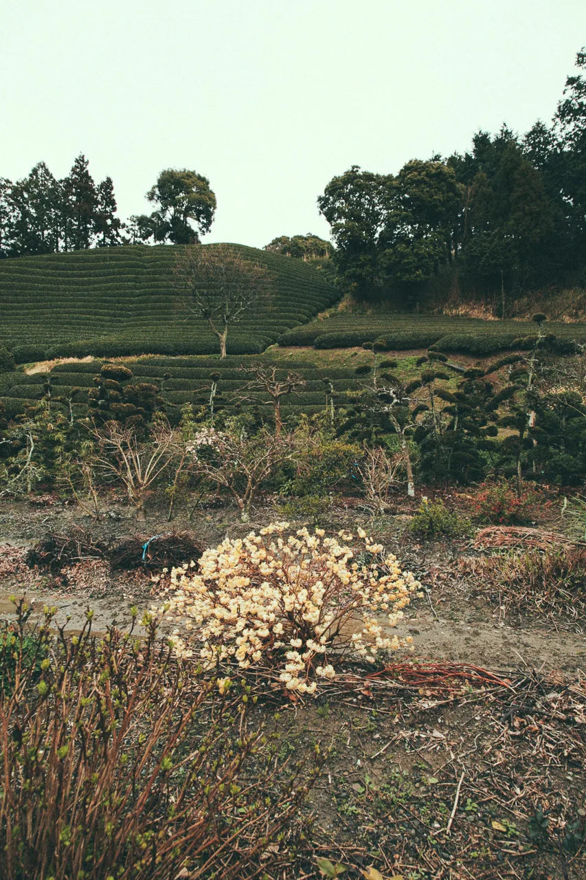 Dry hydrangea flowers in front of terraced tea fields
