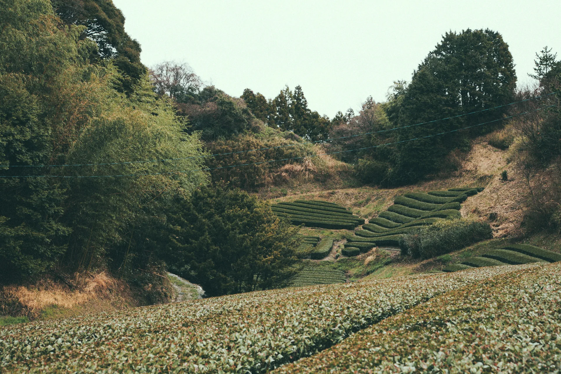 Terraced tea fields among the trees