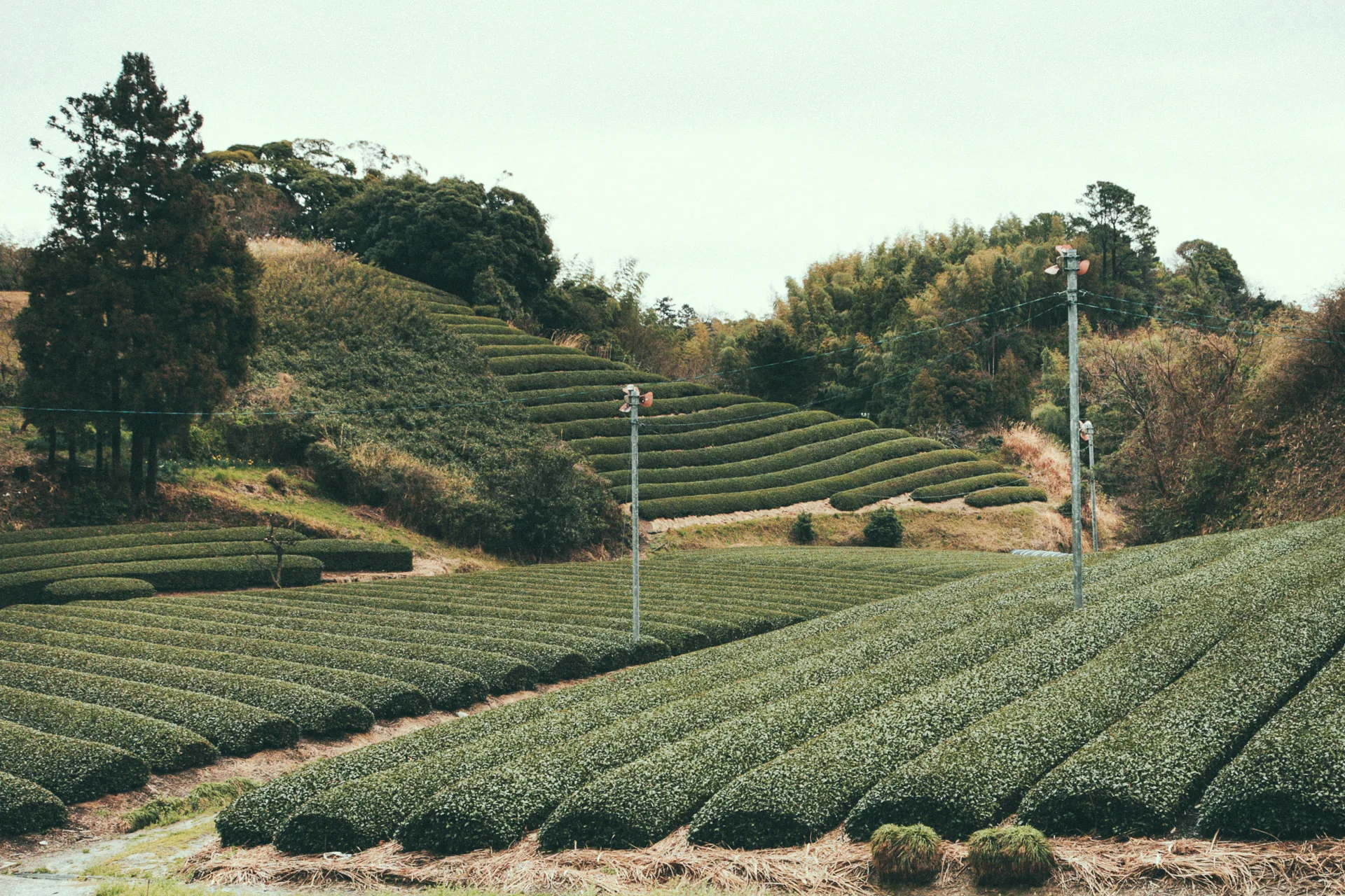 Rows of tea bushes and frost fans on the hillside